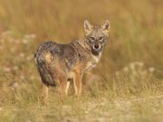 Deutsche Wildtier Stiftung: Tier des Jahres 2026