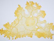 "Gehirne" im Senckenberg Forschungsinstitut und Naturmuseum Frankfurt