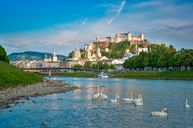 Schwäne an der Salzach: Blick auf die Salzburger Altstadt mit der Festung Hohensalzburg.