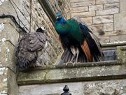 Sturmhöhe in Nebel und Schnee: Ein Besuch in den Yorkshire Dales