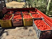 Wie die Tomate in die Flasche kommt