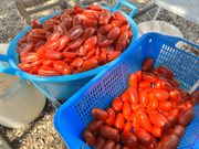 Wie die Tomate in die Flasche kommt