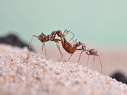 "Gehirne" im Senckenberg Forschungsinstitut und Naturmuseum Frankfurt