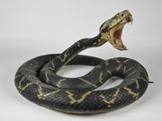 "Gehirne" im Senckenberg Forschungsinstitut und Naturmuseum Frankfurt