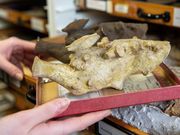 "Gehirne" im Senckenberg Forschungsinstitut und Naturmuseum Frankfurt