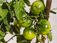 Schlössertraum an der Dordogne