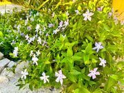 Unterwegs in Alberobello