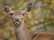 Deutsche Wildtier Stiftung: Tier des Jahres 2026