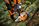 Foto: © STIHL
