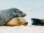 DIE GALAPAGOSINSELN – Darwins Arche Noah im Pazifik