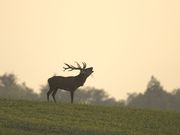 Deutsche Wildtier Stiftung: Tier des Jahres 2026