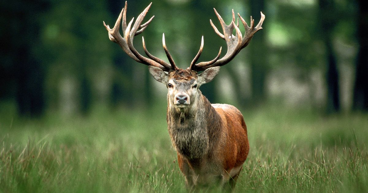 Deutschlands Tier des Jahres 2026