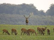 Deutsche Wildtier Stiftung: Tier des Jahres 2026