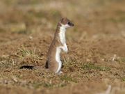 Deutsche Wildtier Stiftung: Tier des Jahres 2026