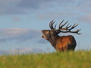 Deutsche Wildtier Stiftung: Tier des Jahres 2026