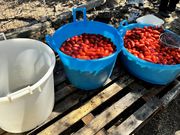 Wie die Tomate in die Flasche kommt