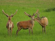Deutsche Wildtier Stiftung: Tier des Jahres 2026