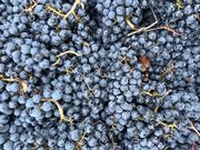 Impressionen: Genusskultur und Spitzenweingüter in Baden-Württemberg