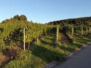 Impressionen: Genusskultur und Spitzenweingüter in Baden-Württemberg