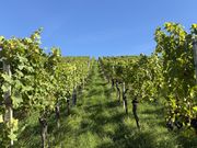 Impressionen: Genusskultur und Spitzenweingüter in Baden-Württemberg