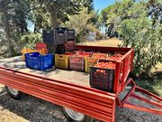 Wie die Tomate in die Flasche kommt
